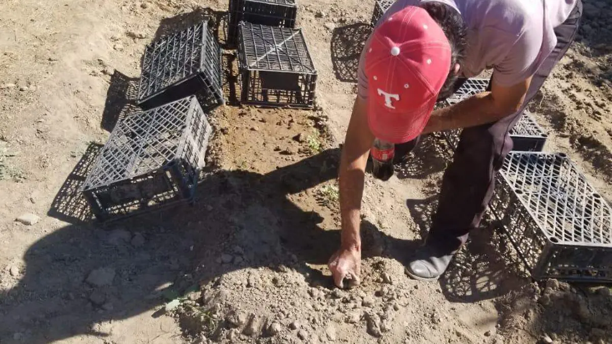 Huertos familiares Gómez Palacio